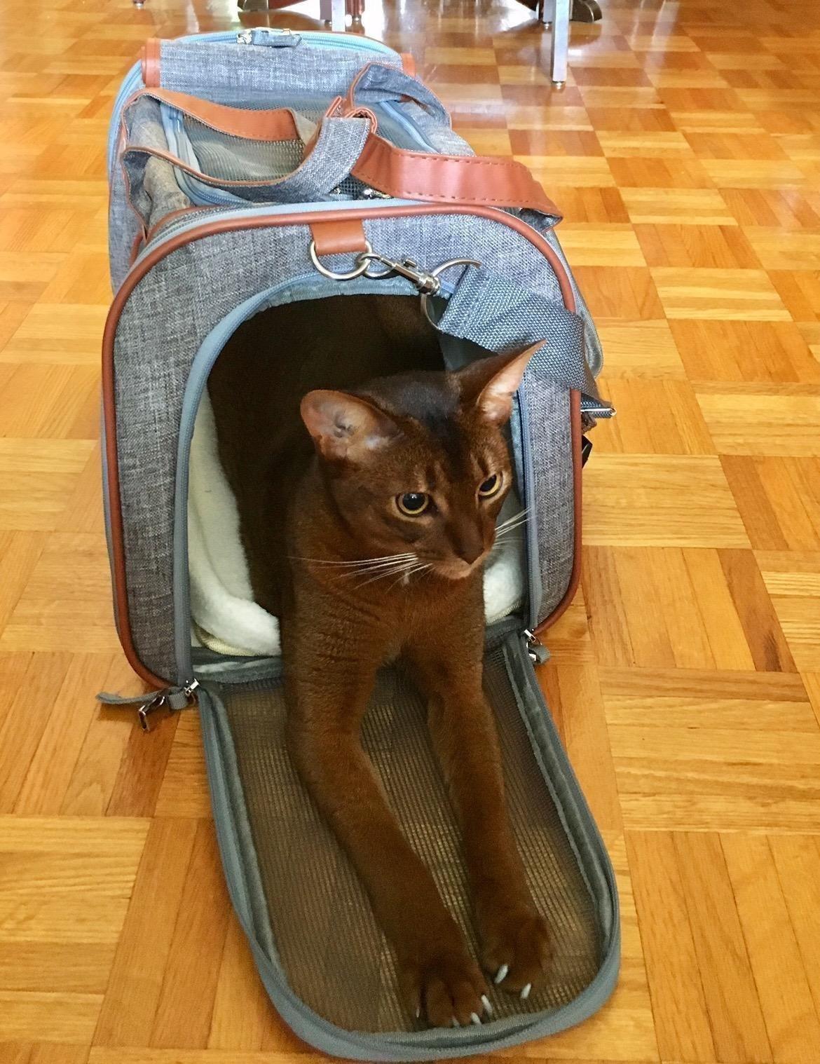 Mr. Peanut's Airline Approved Soft Sided Pet Carrier, Low Profile Gold Series Tote, Premium Brand Self Locking Zippers, Under Seat Compatibility, Plush Faux Fleece Bedding with a Sturdy Plywood Base customer photo 1