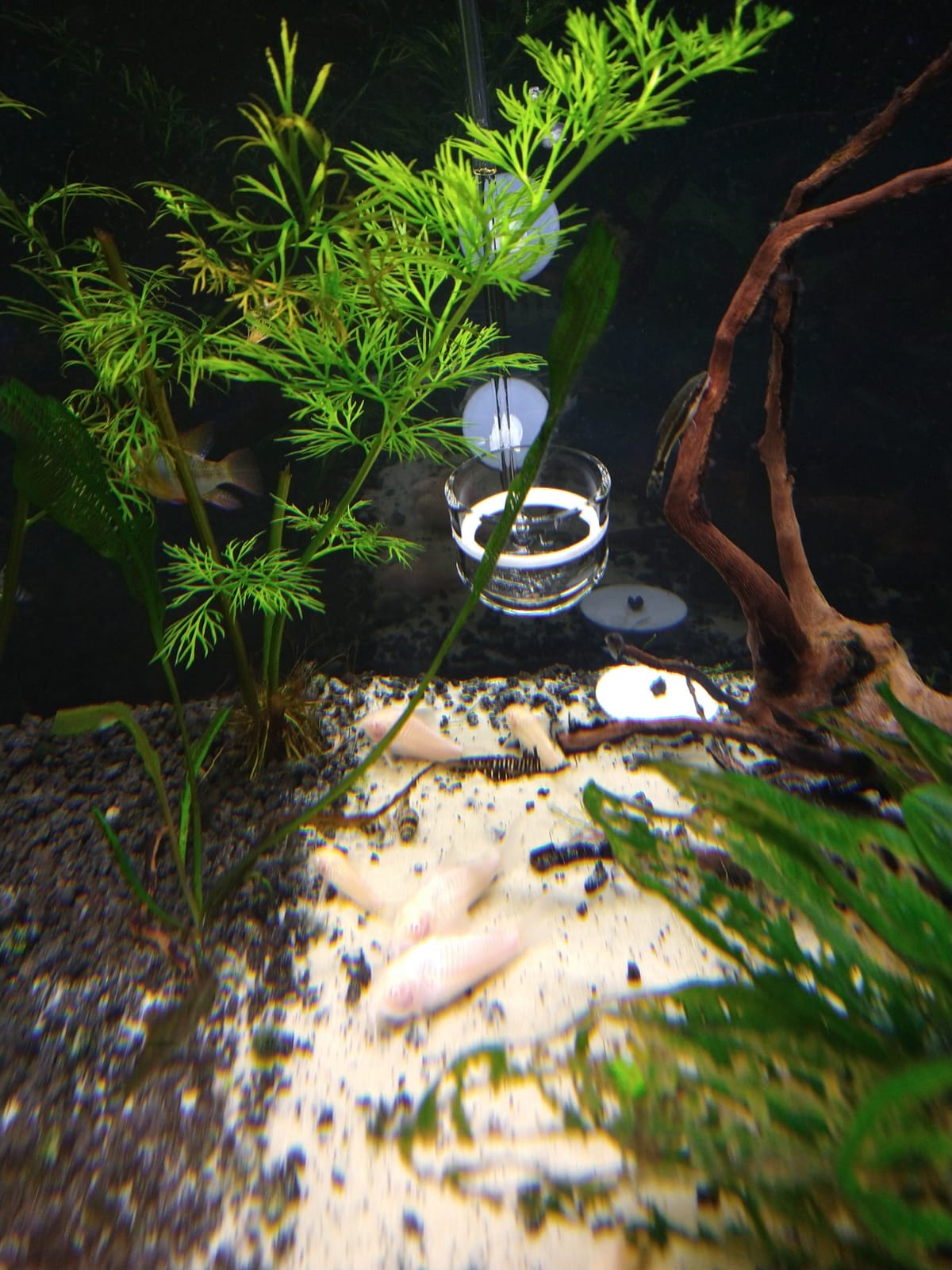 Music Glass CO2 Diffuser for Aquarium Plant (2'' for Tank Beyond 75 gallons) customer photo 2