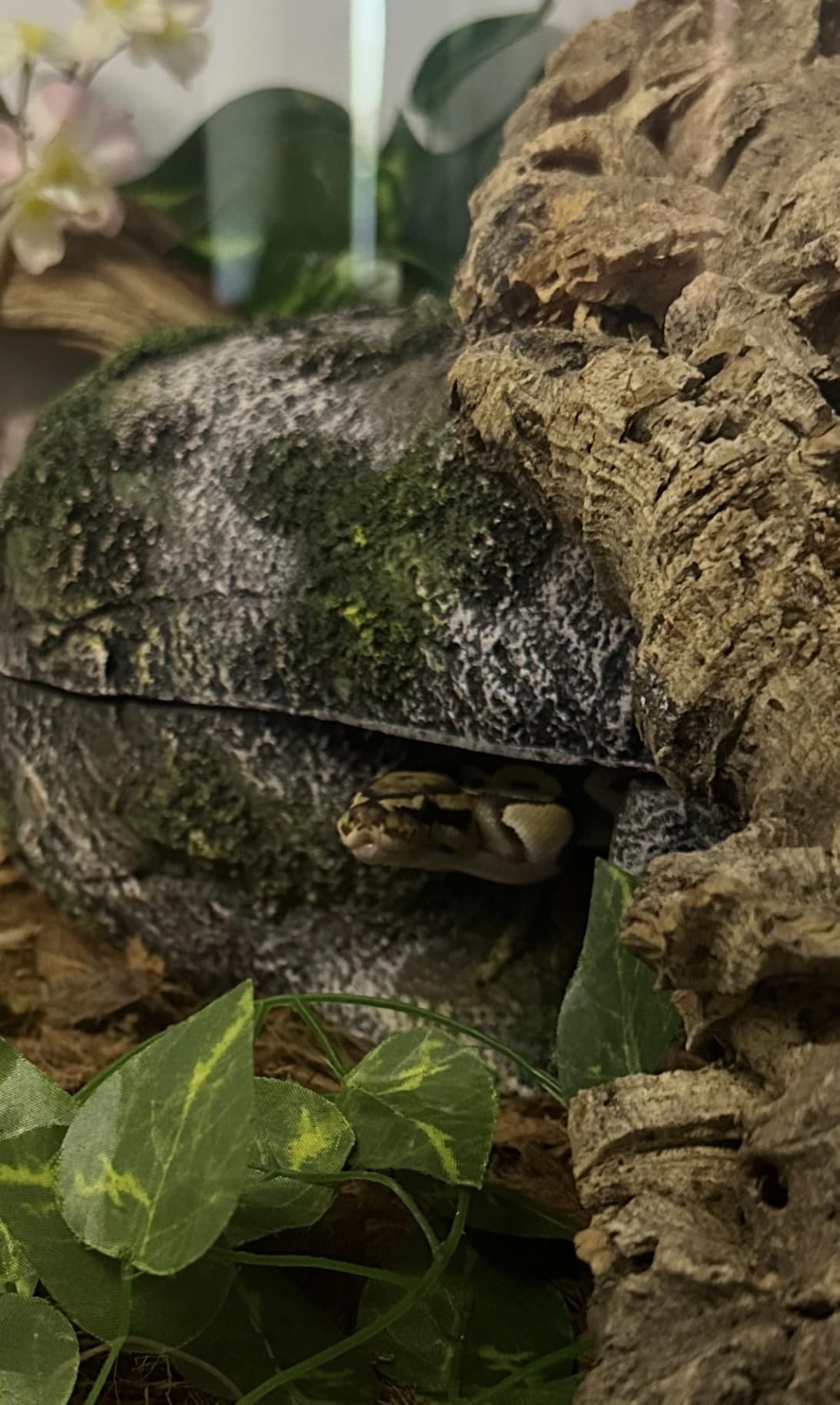 Zilla Rock Lair Naturalistic Hide for Snakes and Lizards, Large | Reptile humid hide, retains humidity for shedding and egg-laying, textured exterior aids skin sloughing customer photo 1