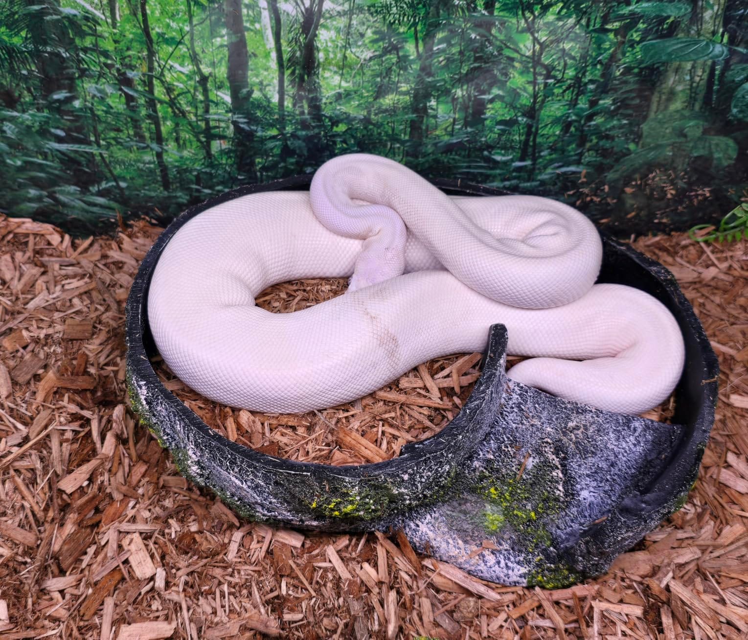 Zilla Rock Lair Naturalistic Hide for Snakes and Lizards, Large | Reptile humid hide, retains humidity for shedding and egg-laying, textured exterior aids skin sloughing customer photo 2