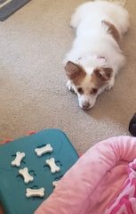 Outward Hound by Nina Ottosson Dog Casino Treat Puzzle Enrichment Toy, Level 3 Advanced, Turquoise customer photo 1