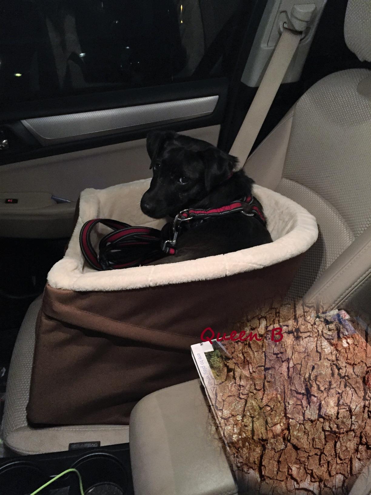 Amazon Basics Dog Car Seat Booster for Small Dogs up to 25lbs, Washable Removable Cover, Safety Leash, Elevated View for Window, 18