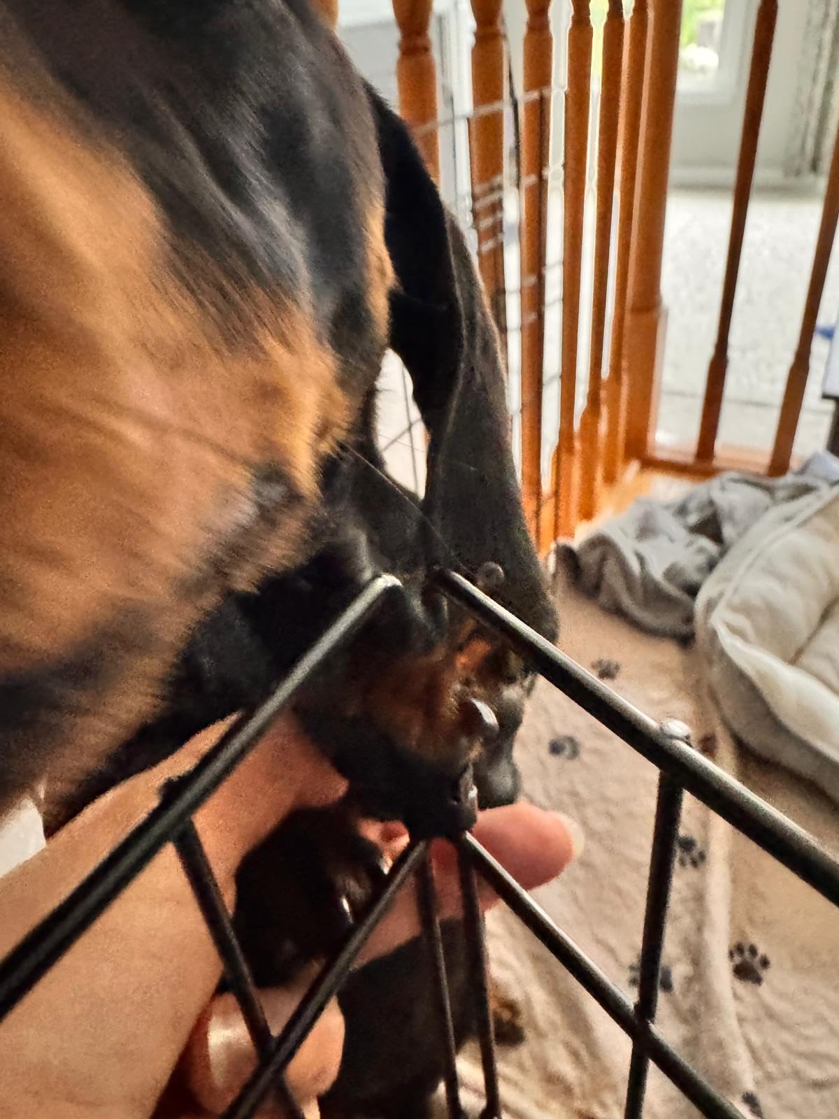 Amazon Basics Foldable Metal Indoor/Outdoor Dog Playpen, Octagonal Exercise Pen, Single Door, 8 Panels, 48 Inch Tall, X-Large, 60 x 60 x 48 Inches, Easy to Assemble, Black customer photo 2