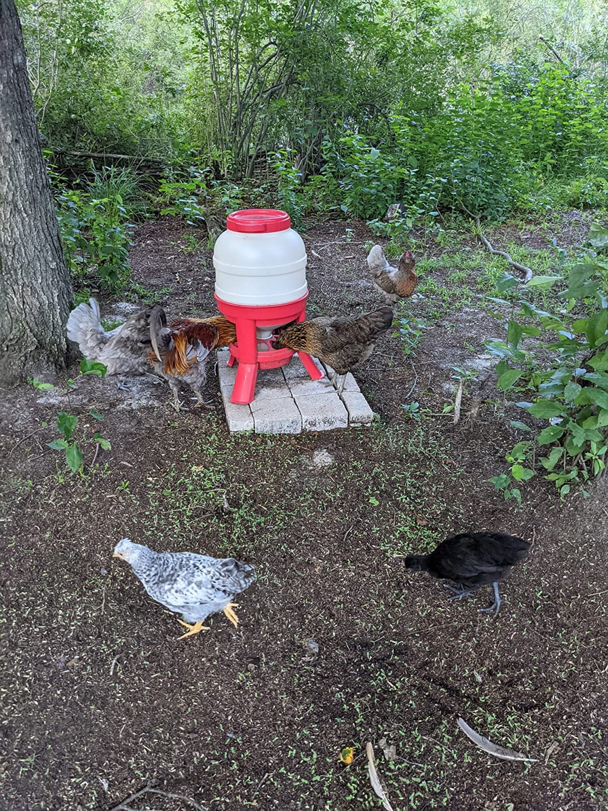 Little Giant Plastic Dome Feeder | Heavy Duty Plastic Gravity Fed Poultry Feed Container Tank | Backyard Poultry for Hobbyists, Farmers and Ranchers | 60 LB customer photo 1