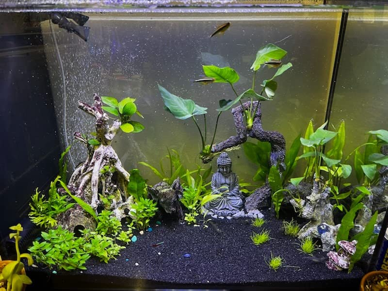 Fluval Spec V Aquarium Kit (16 gal.) customer photo 1