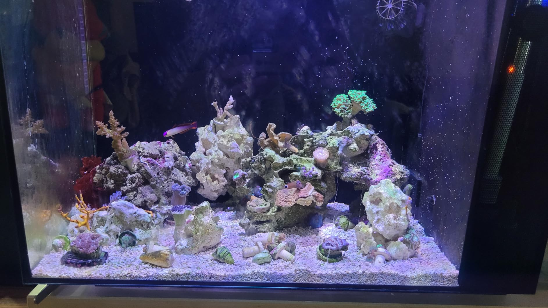 Fluval Spec V Aquarium Kit (16 gal.) customer photo 2