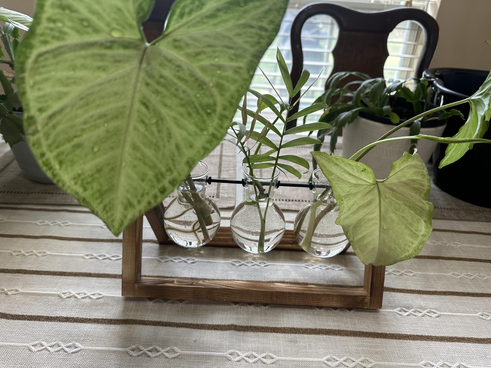 XXXFLOWER Plant Terrarium with Wooden Stand, Air Planter Bulb Glass Vase Metal Swivel Holder Retro Tabletop for Hydroponics Home Garden Office Decoration - 3 Bulb Vase customer photo 2