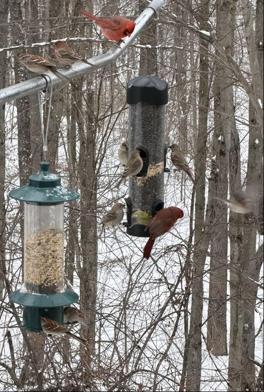 Brome Mega 600 Bird Feeder - Large Capacity Tube Feeder for Wild Birds, 6 Feeding Ports, 4 lb Seed Capacity, Easy to Clean, Metal Ports, Extendable Perches | 6 Feeding Ports, Seed Tube Ventilation Keeps Seed Dry, Detachable Components for Easy Cleaning customer photo 2