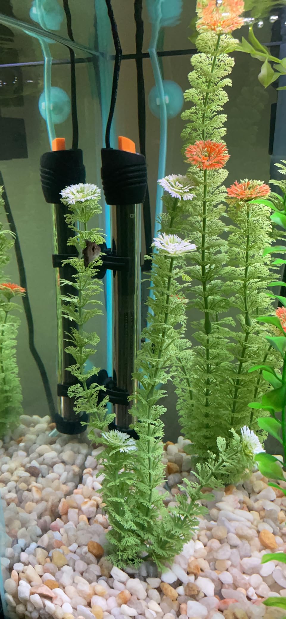 Orlushy Submersible Aquarium Heater, Adjustable Fish Tahk Heater with Free Thermometer Suitable for Marine Saltwater and Freshwater customer photo 1
