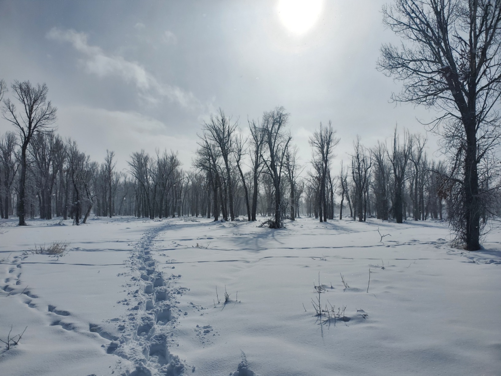 Yukon Charlie's Sherpa Snowshoe, Snowshoes for Men & Women, Snowshoeing Kits for All Skill Levels, Multiple Sizes & Models customer photo 2