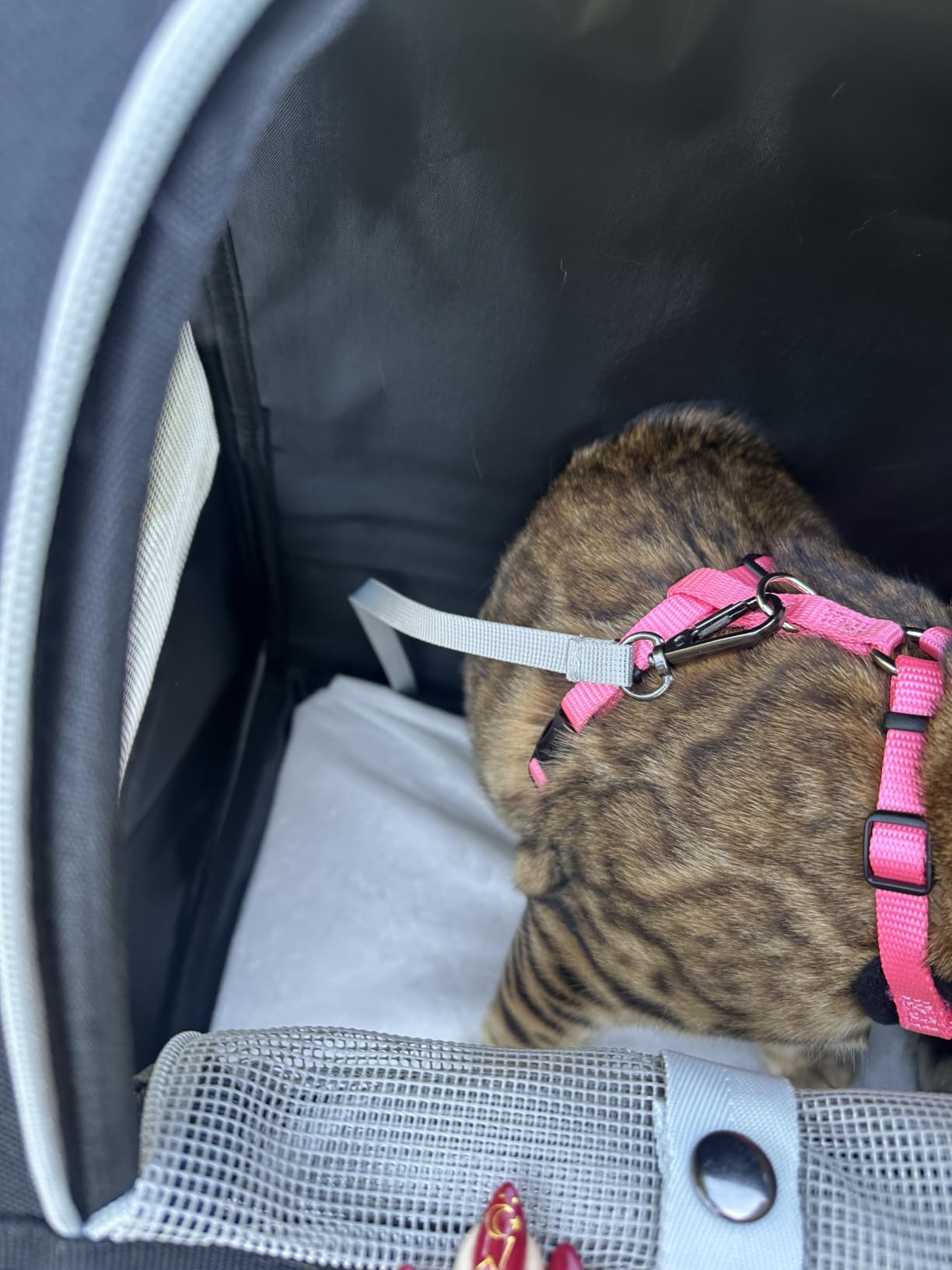 Texsens Innovative Traveler Bubble Backpack Pet Carriers for Cats and Dogs (Black) customer photo 1