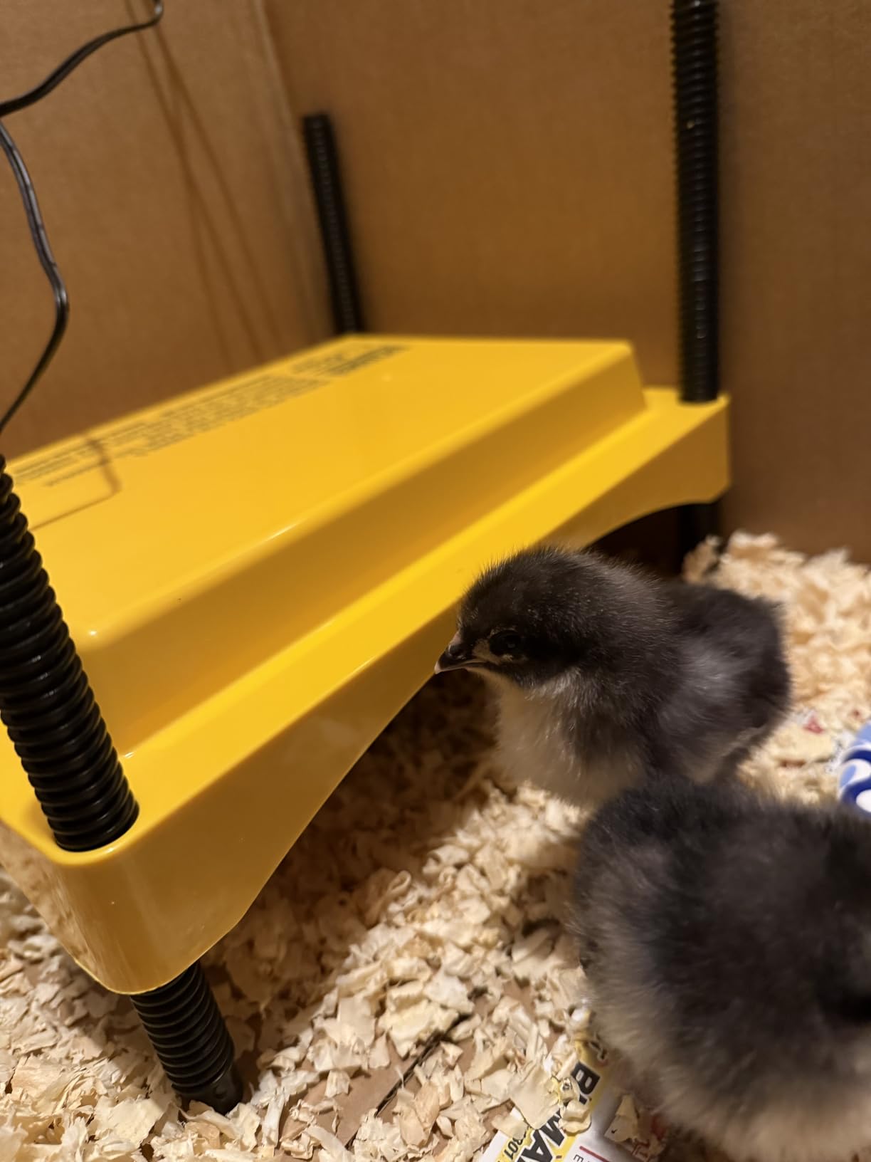 Brinsea Ecoglow Safety 600 Chick or Duckling Brooder, Up to 20 Chicks | 50+ years of trusted care! Height-adjustable 12W Brooder Plate delivers safe low voltage heat for natural stress-free growth customer photo 1