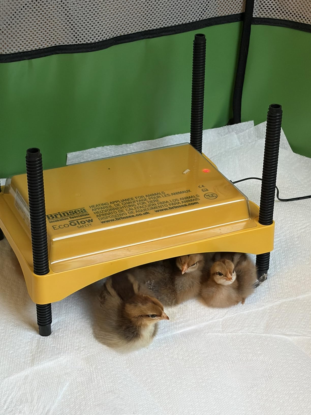 Brinsea Ecoglow Safety 600 Chick or Duckling Brooder, Up to 20 Chicks | 50+ years of trusted care! Height-adjustable 12W Brooder Plate delivers safe low voltage heat for natural stress-free growth customer photo 2