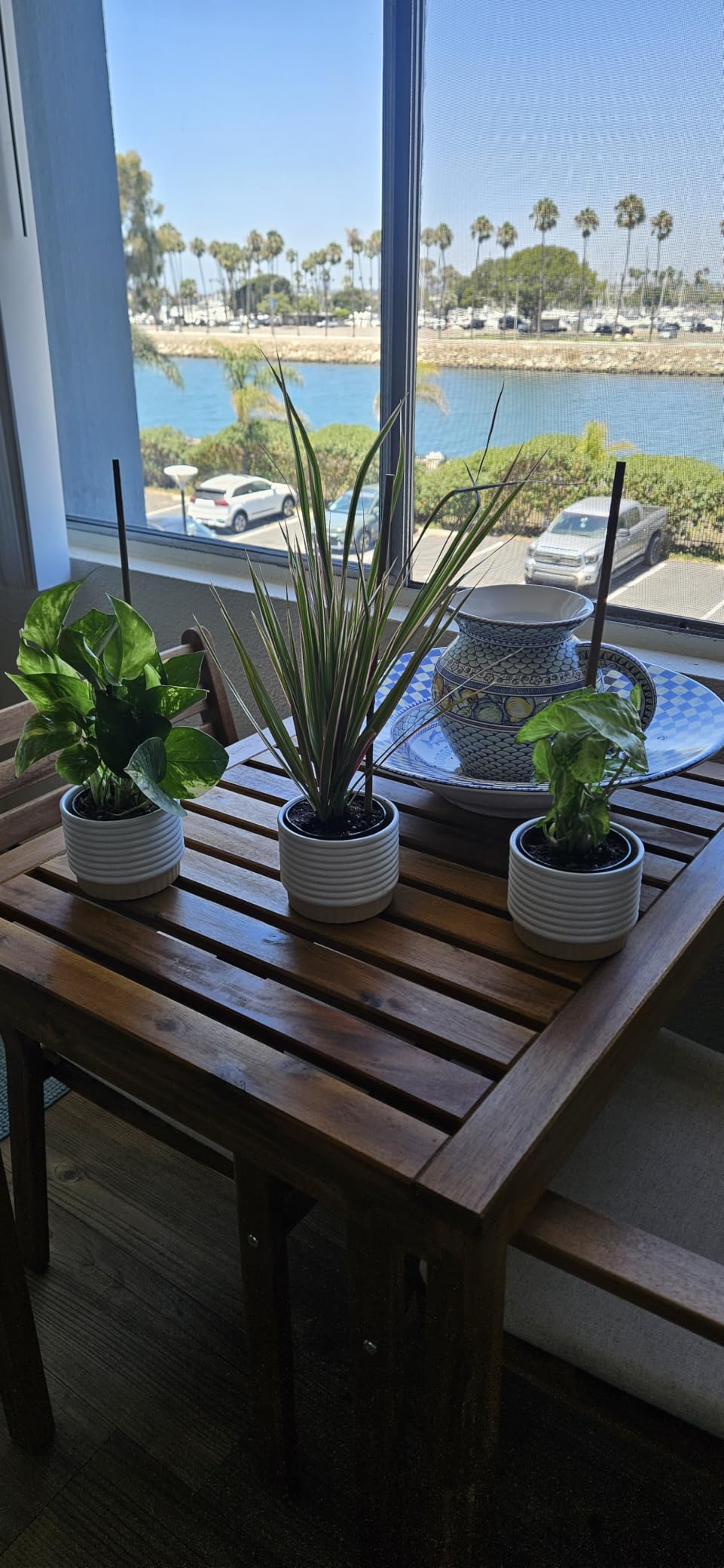 Costa Farms Live Indoor House Plants, Live Indoor Plant, Easy Care | Hand-selected assorted mix, varieties may vary. Great indoor houseplant. Ideal housewarming or birthday gift. 3-pack. customer photo 2