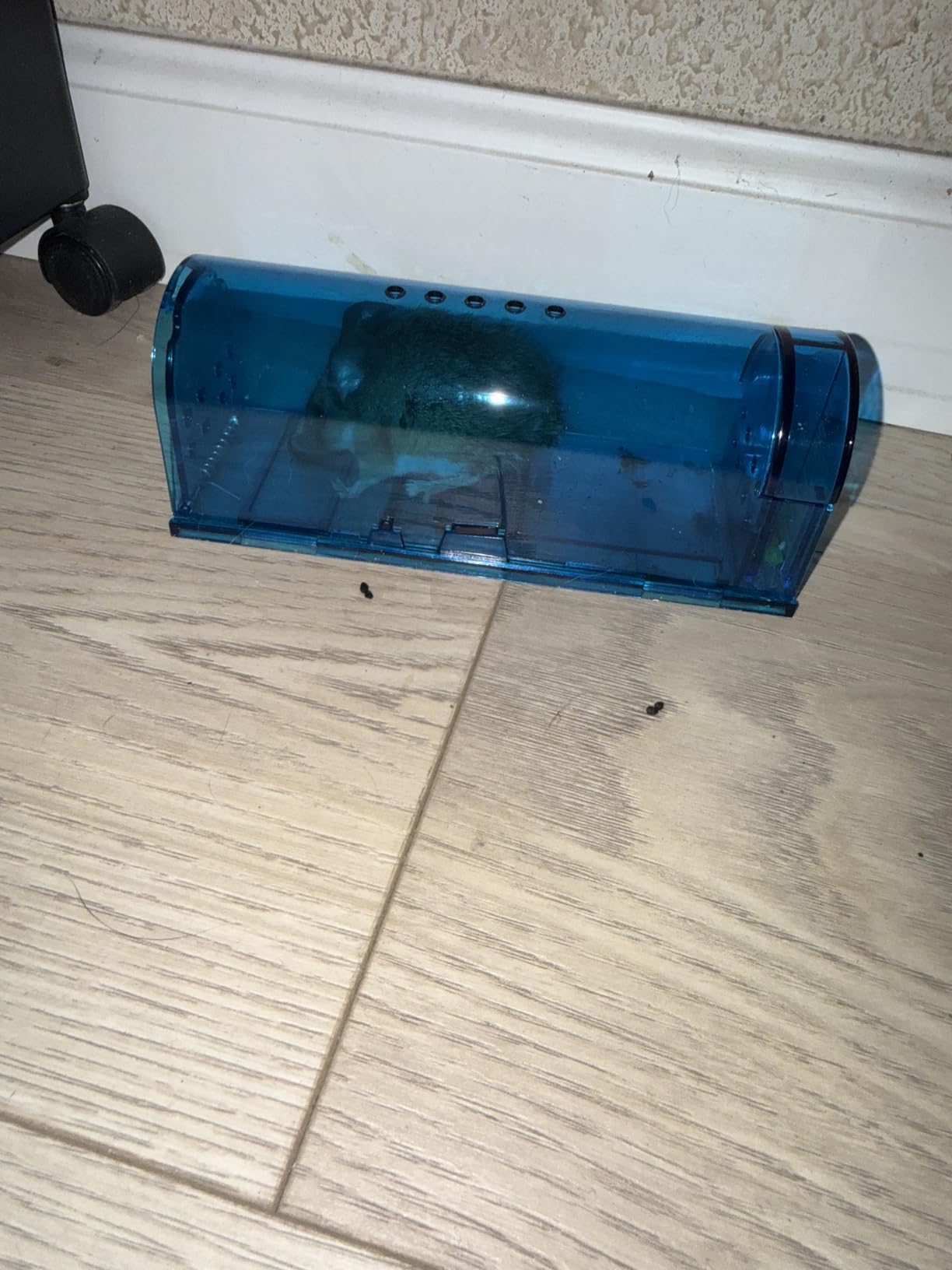 Humane Mouse Trap Reusable! [2-Pack] - Catch and Release No-Kill Rodent Traps for Indoors & Outdoors - Safe for Children & Pets - Reusable Mouse Catcher for Kitchen, Pantry & Garage Blinc (Blue) customer photo 1