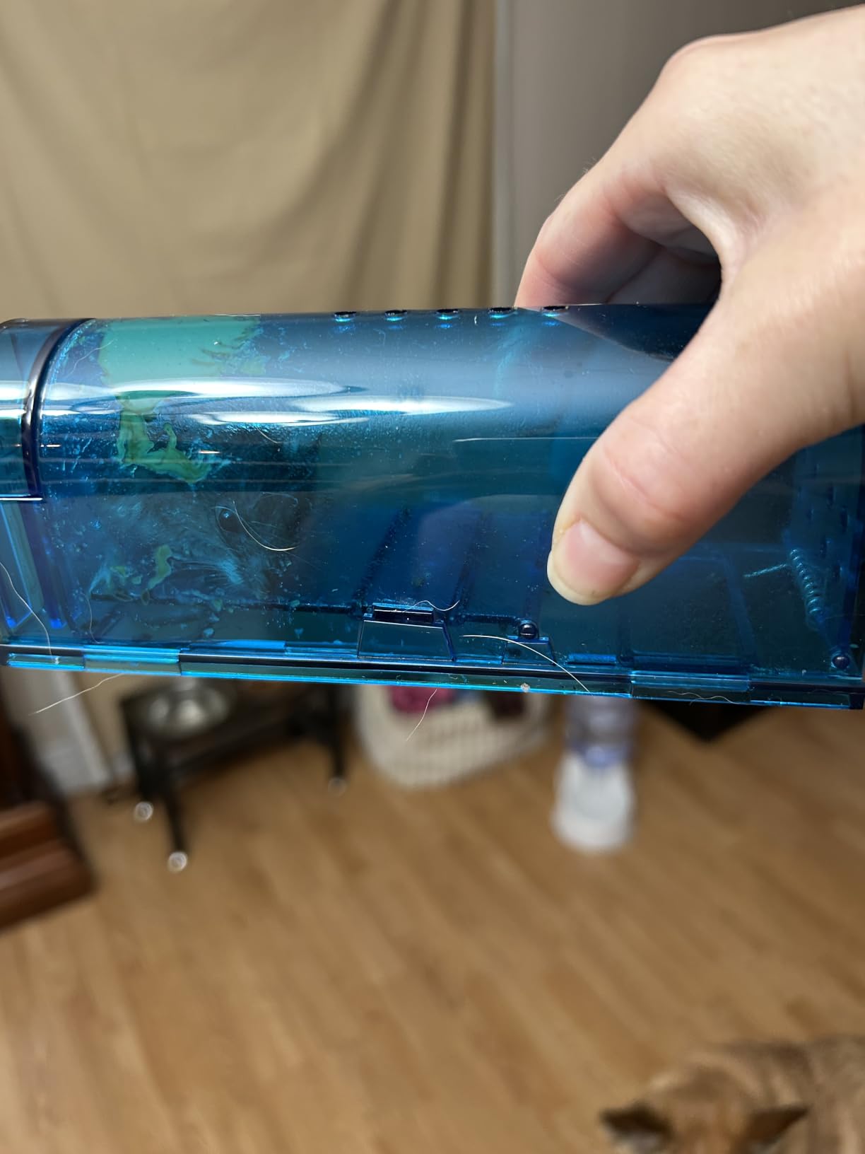 Humane Mouse Trap Reusable! [2-Pack] - Catch and Release No-Kill Rodent Traps for Indoors & Outdoors - Safe for Children & Pets - Reusable Mouse Catcher for Kitchen, Pantry & Garage Blinc (Blue) customer photo 2