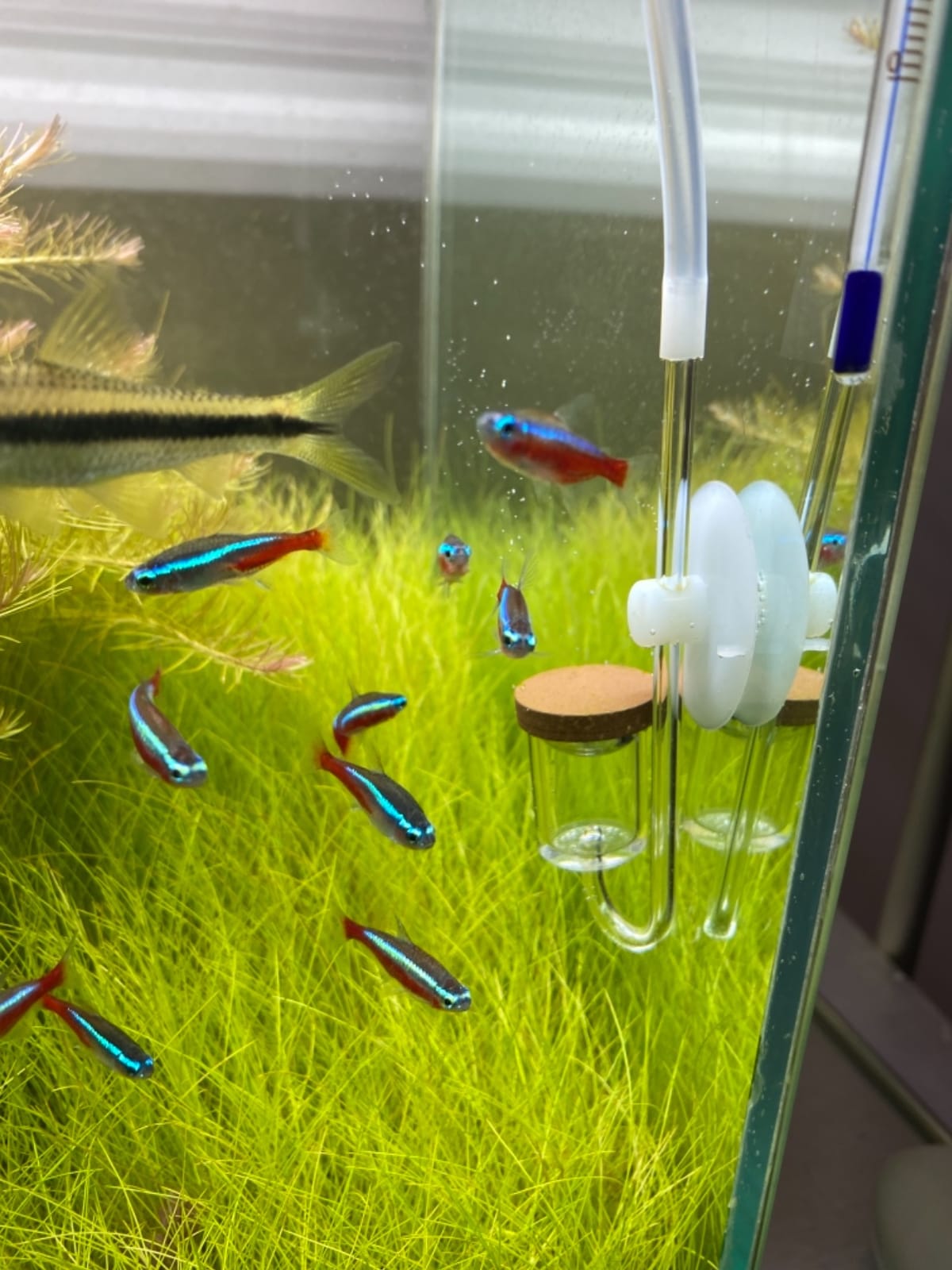 Aquario Neo CO2 Aquarium Diffuser - CO2 Diffuser Aquarium Kit, CO2 Diffuser for Aquarium Plants, CO2 System for Aquarium - Normal Original Diffuser, Large customer photo 2