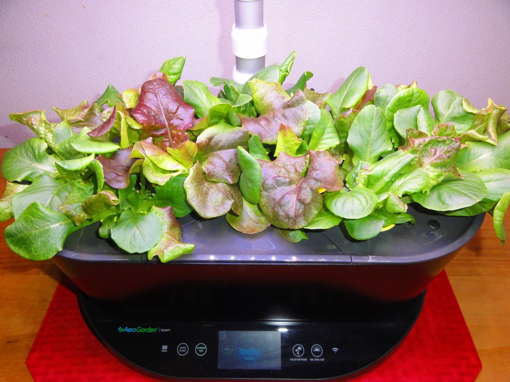AeroGarden Bounty, White | Indoor Garden with LED Grow Light, WiFi and Alexa Compatible customer photo 2