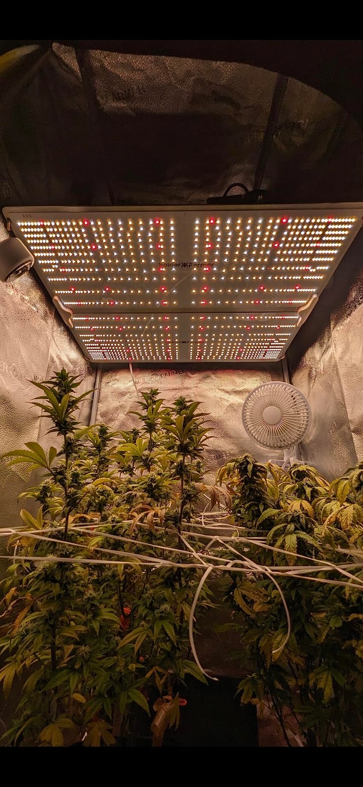 Spider Farmer SF4000 LED Grow Lights for Indoor Plants in 4x4 Grow Tent | 450W Dimmable Full Spectrum Grow Light customer photo 1