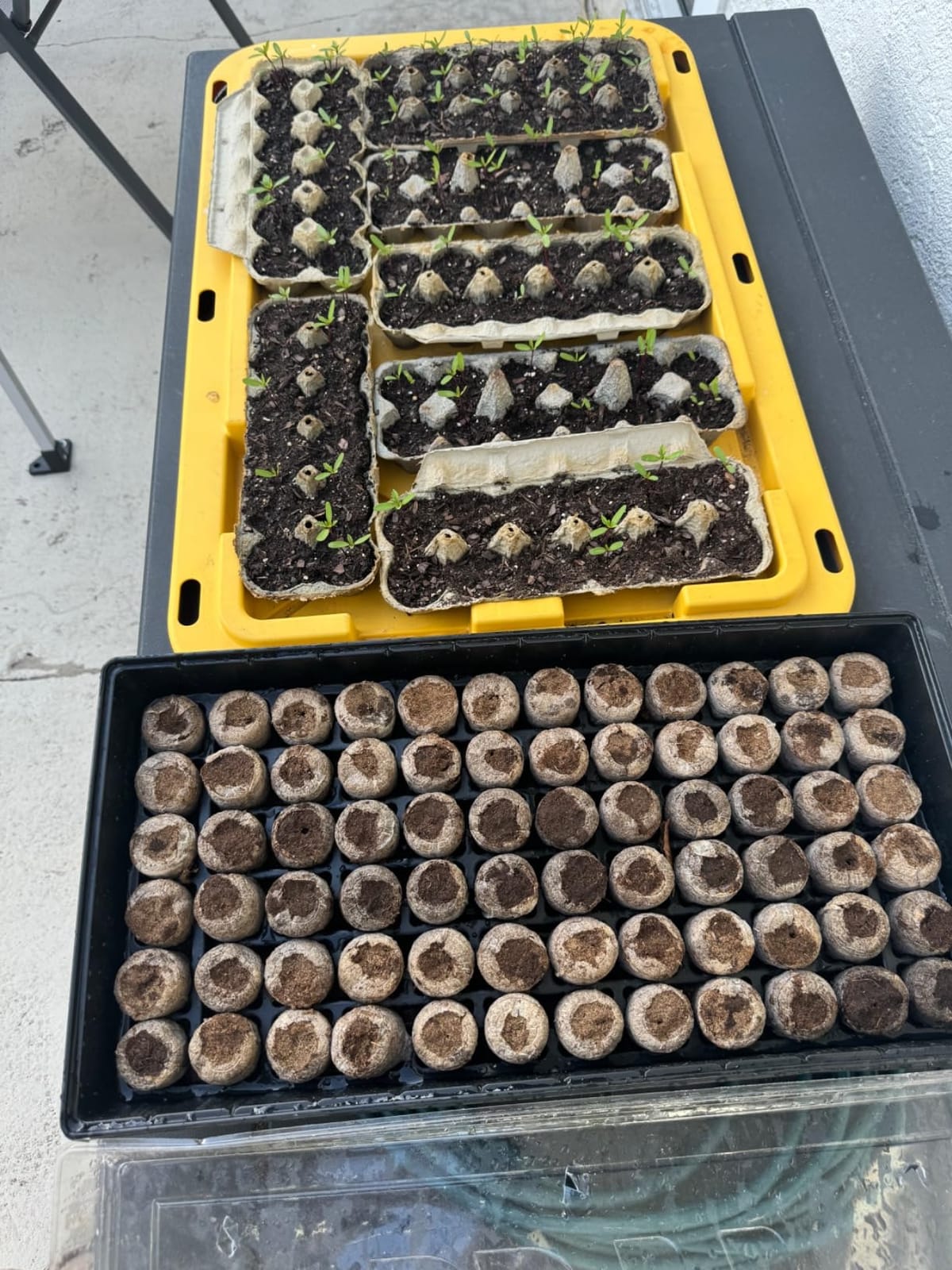 Ferry Morse Jiffy Seed Starting Greenhouse Tray Kit with 72 36mm Peat Pellets and Bonus SUPERthrive Sample + Plant Markers, 2 Pack, 144 Pellets Total customer photo 2
