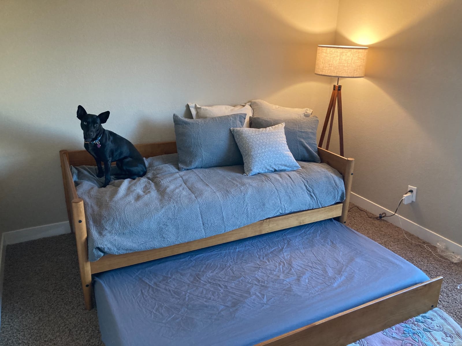 Camaflexi Mid-Century Modern Daybed & Trundle/Solid and Manufactured Wood/Panel Headboard/No Box Spring Needed/Foundation has 14 Wood Slats/Twin Trundle/Easy Assembly, Castanho Finish, Twin customer photo 1