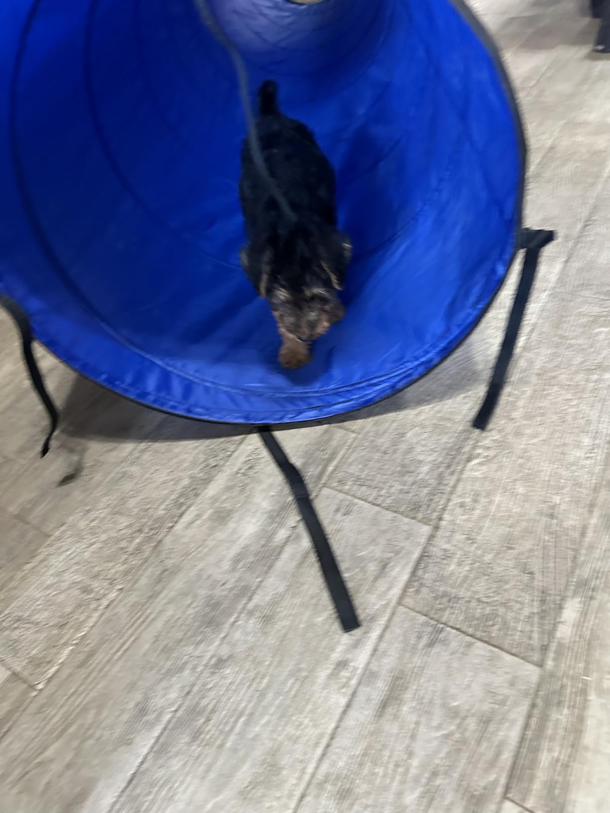 Better Sporting Dogs 10 Foot Dog Agility Tunnel | Includes Sandbags, Dog Agility Equipment, Dog Agility Training customer photo 1