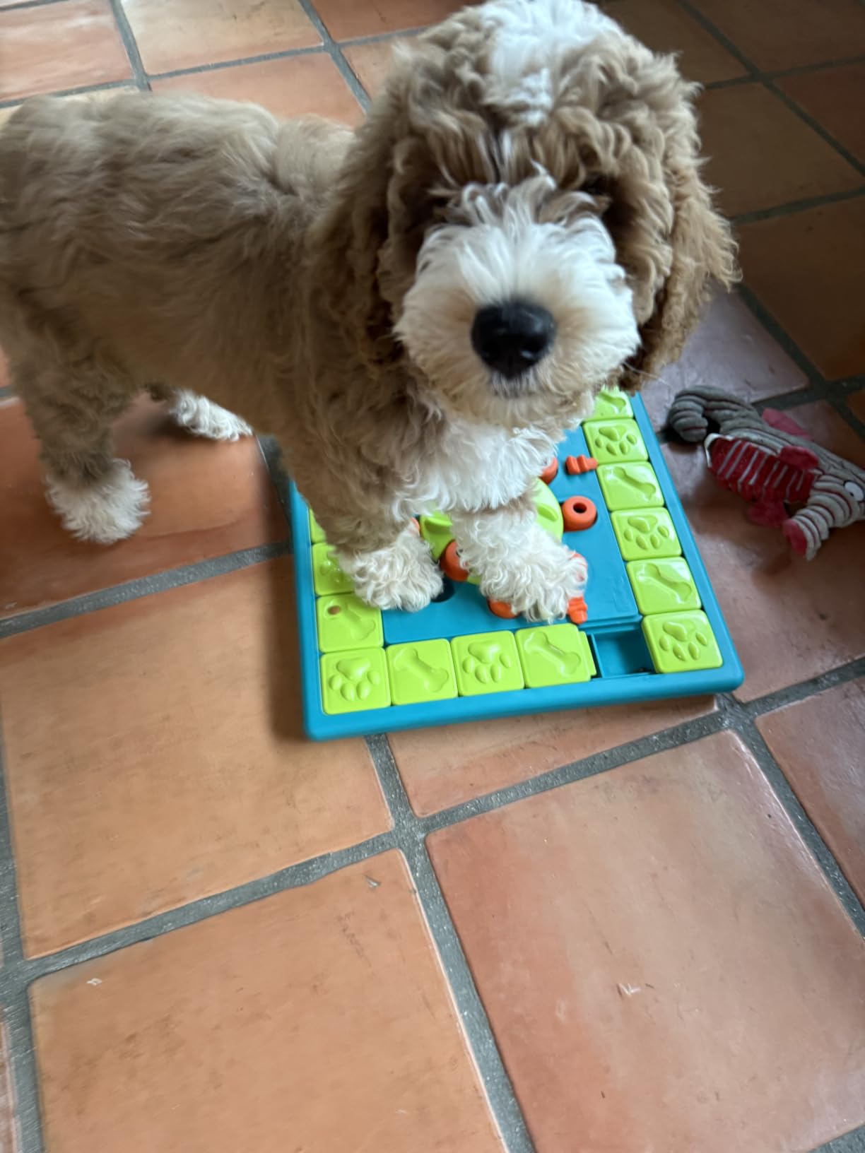 Outward Hound by Nina Ottosson MultiPuzzle - Interactive Dog Treat Puzzle Enrichment Toy, Level 4 Expert customer photo 1