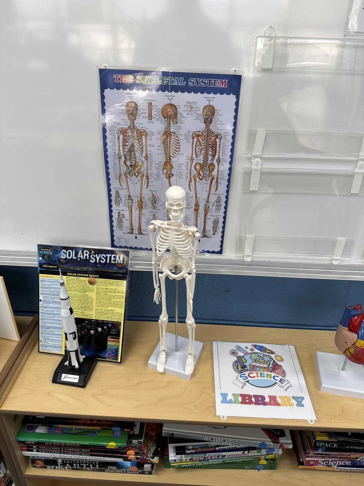 breesky Human Skeleton Model for Anatomy: 17