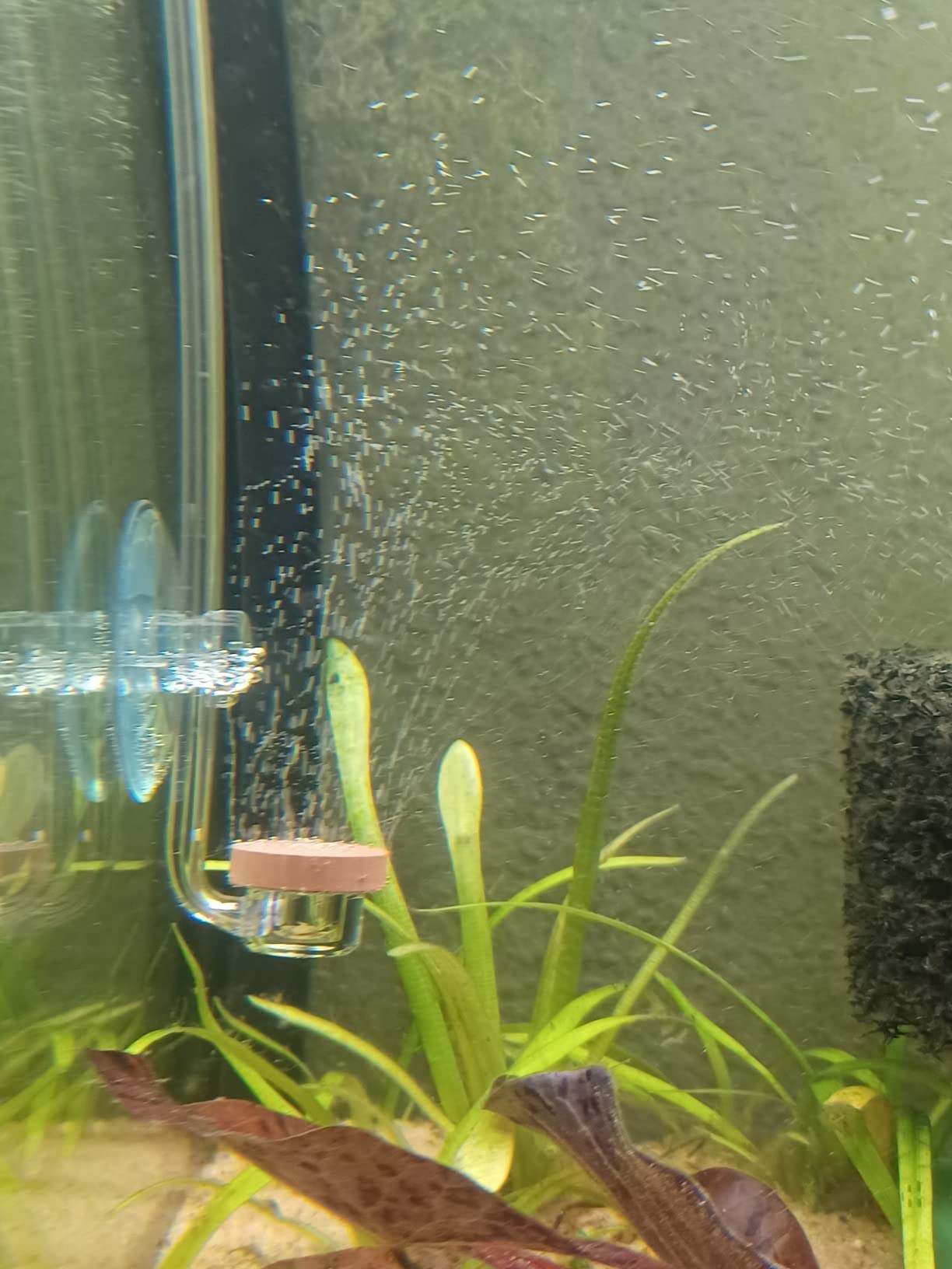Aquario Neo CO2 Aquarium Diffuser - CO2 Diffuser Aquarium Kit, CO2 Diffuser for Aquarium Plants, CO2 System for Aquarium -Normal Special Diffuser, Medium customer photo 1
