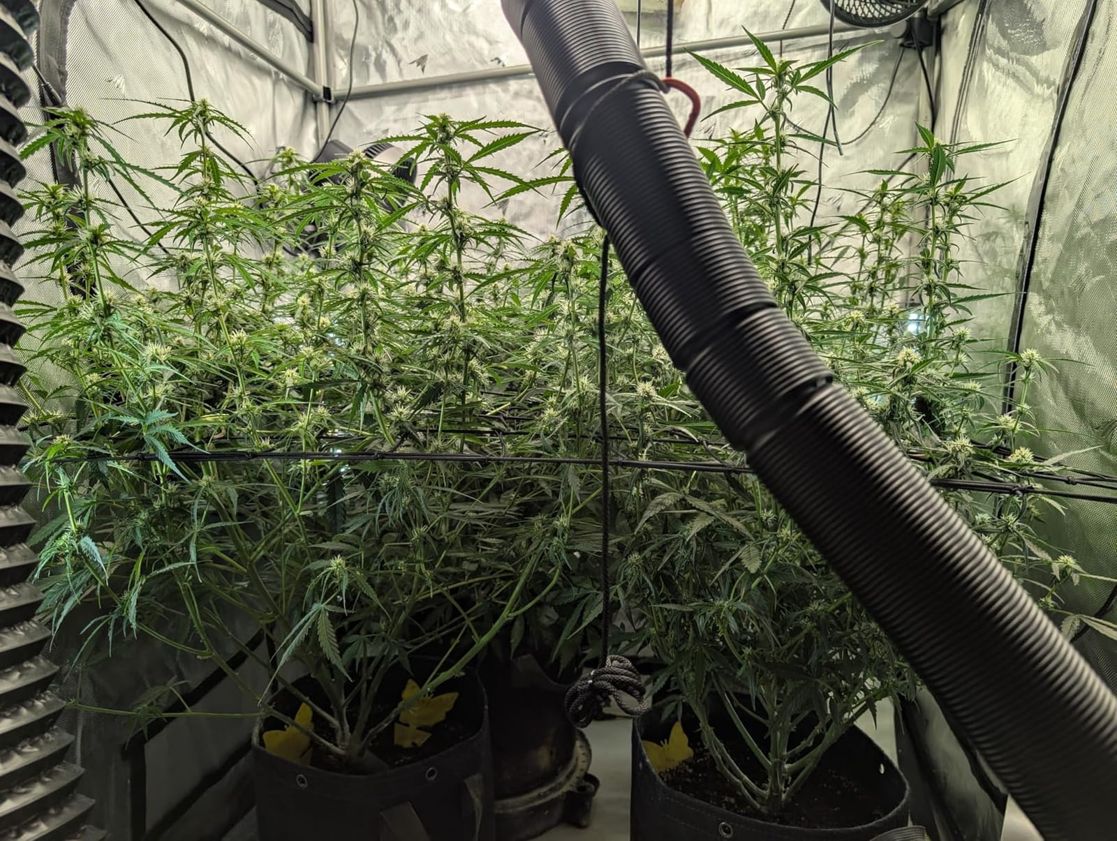 AC Infinity CLOUDLAB 899, Advance Grow Tent 8x8, Thickest 1