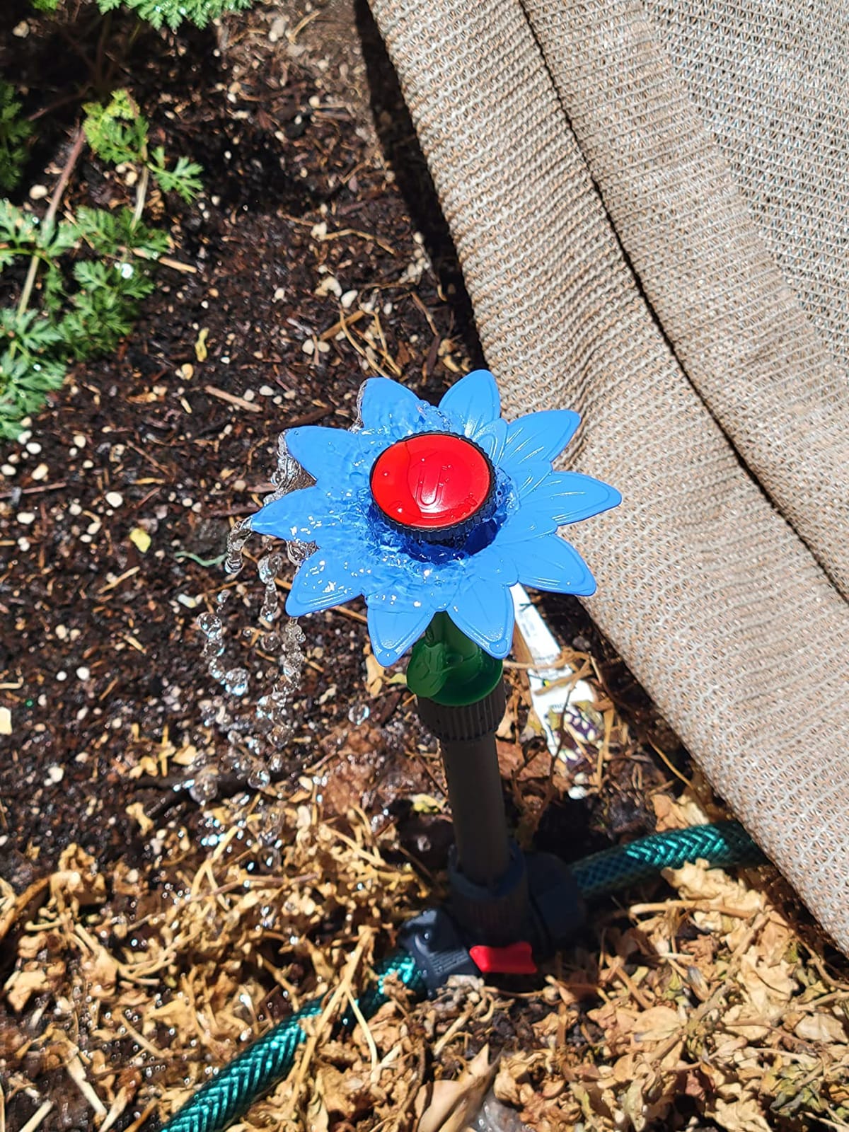 Eden 97065 Daisy Above-Ground 50 Ft Garden Hose and Sprinkler System, DIY Plant Watering Set customer photo 2