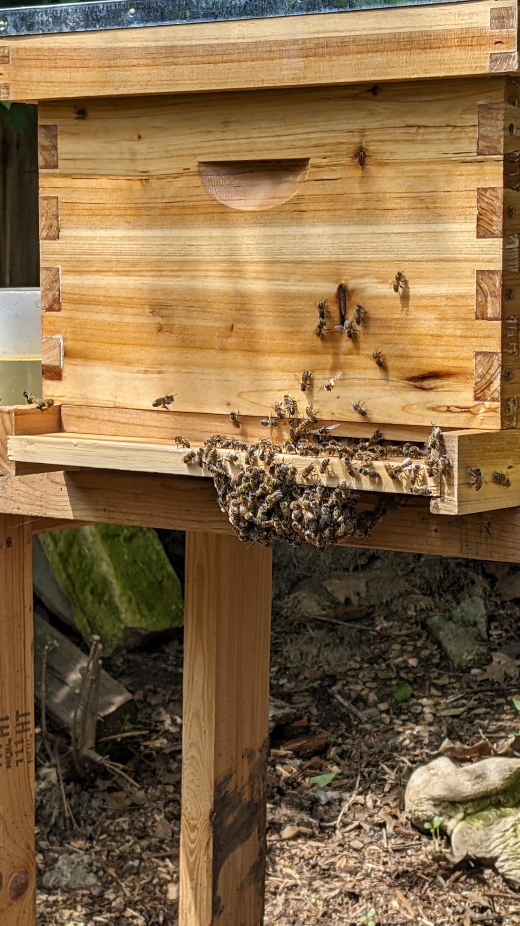 Honey Lake 8 Frame Beehive Starter Kit - Beeswax Coated Deep Beehive Box with Frames, Complete Beekeeping Kit for Beginners with Bee Smoker, Hive Tools, Brush, Gloves & Veil Hat customer photo 1