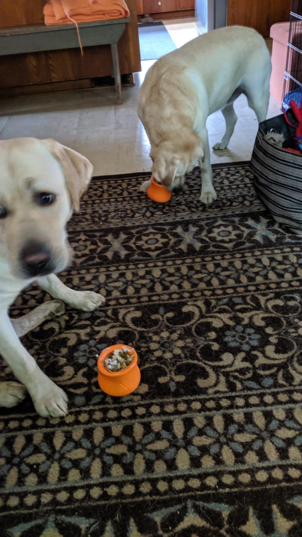 West Paw Zogoflex Toppl Interactive Treat Dispensing Puzzle Dog Toy for Mental Stimulation & Enrichment - Holds Kibble & Treats - Lickable, Freezable & Dishwasher Safe - Made in USA - XL - Tangerine customer photo 2
