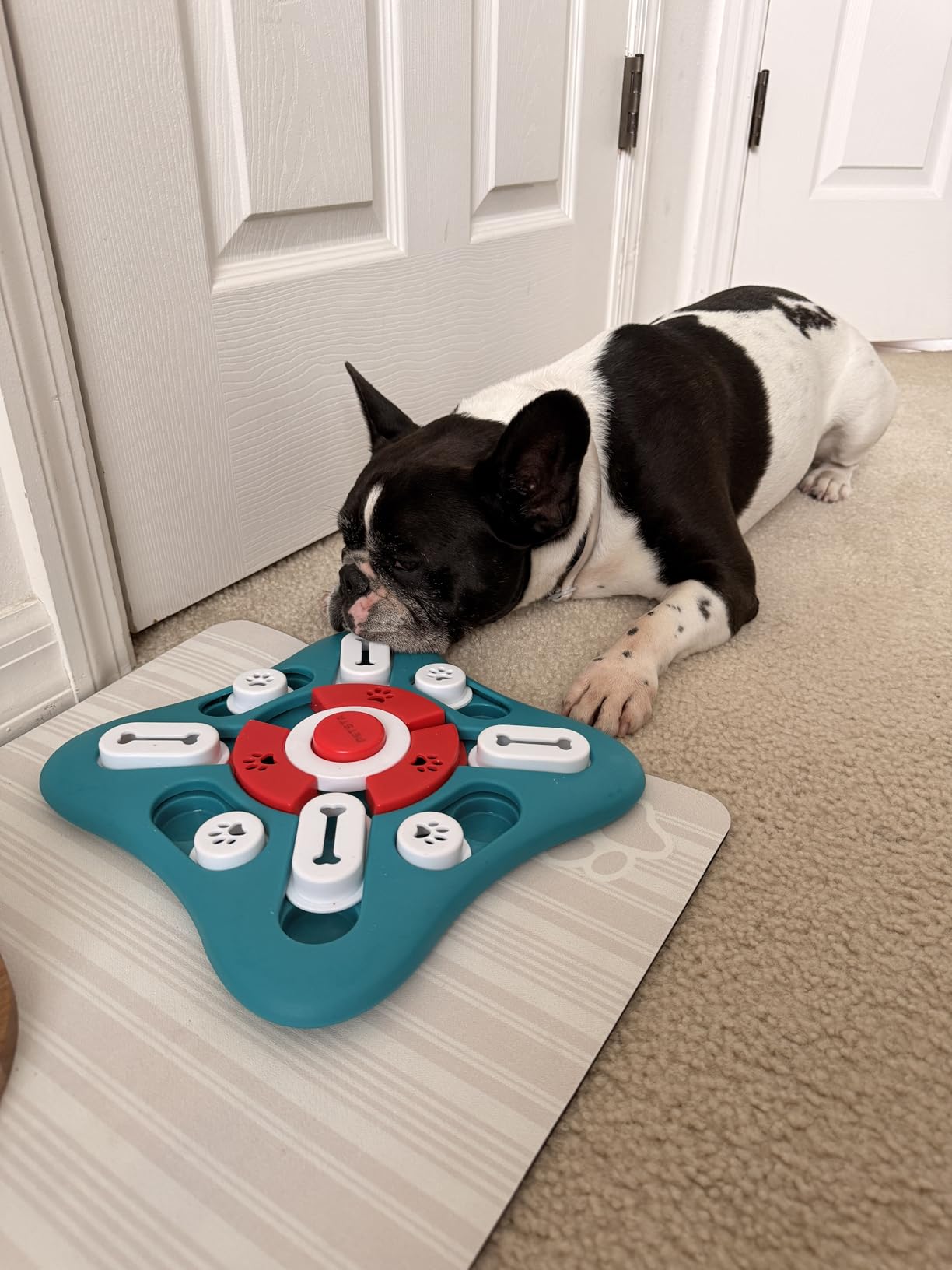 PETSTA Dog Puzzle Toys, Treat Dispensing Dog Enrichment Toys for IQ Training and Brain Stimulation, Interactive Mentally Stimulating Toys as Gifts for Puppies, Cats, Dogs customer photo 2