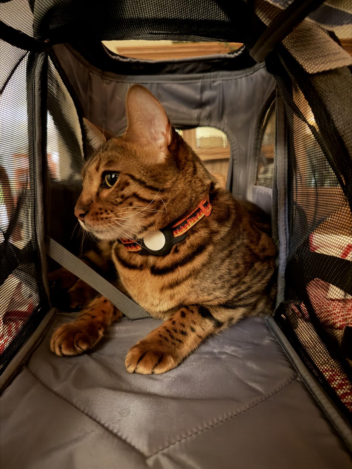 Lekereise Pet Carrier Backpack Expandable Cat Backpack Carrier for Small Dogs Large Cats Puppies, Dog Backpack Carrier for Hiking Travel Outdoor Hold Pets Up to 20 25 Lbs, Grey customer photo 2