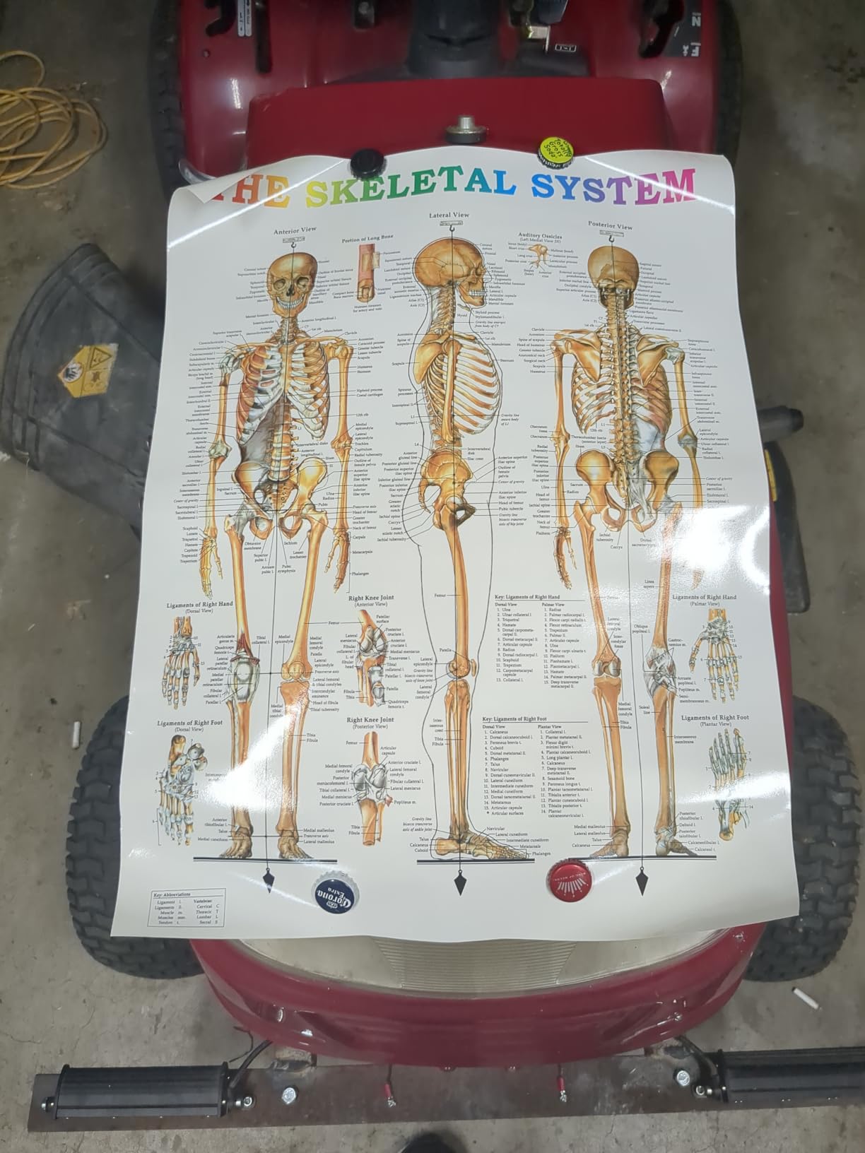 NLShan Human Skeleton Model for Anatomy -Life Size Anatomical Skeleton Medical Model with Nervous System 70.8 in with Rolling Stand for Study and Display Colorful Posters customer photo 2