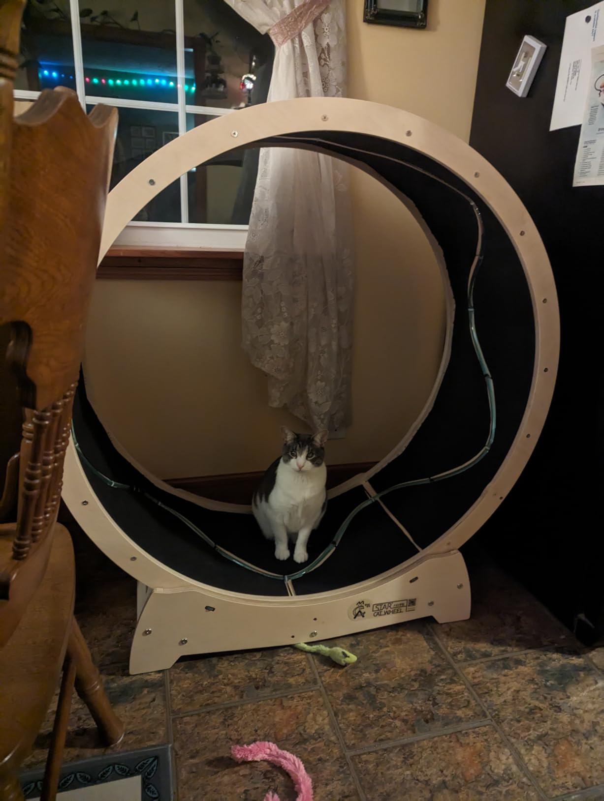 Star Cat Wheel, Cat Treadmill, Exercise Wheel for Running, Spinning, Scratching, and Climbing for Indoor Cats, Premium Birch Wood, Eco-Friendly, Moving Fish, Wide Running Track, 41.7 inch L Size customer photo 1