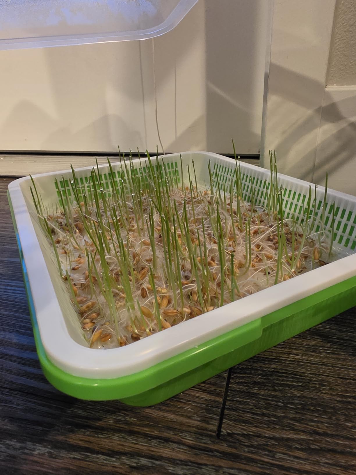 Legigo 2 Pack Seed Sprouter Trays with Lids, Microgreens Growing Trays Kit | BPA Free & Soil Free, Reusable Sprouting Kit with Germination Paper for Wheatgrass, Beans, Cat Grass and Indoor Gardening customer photo 1