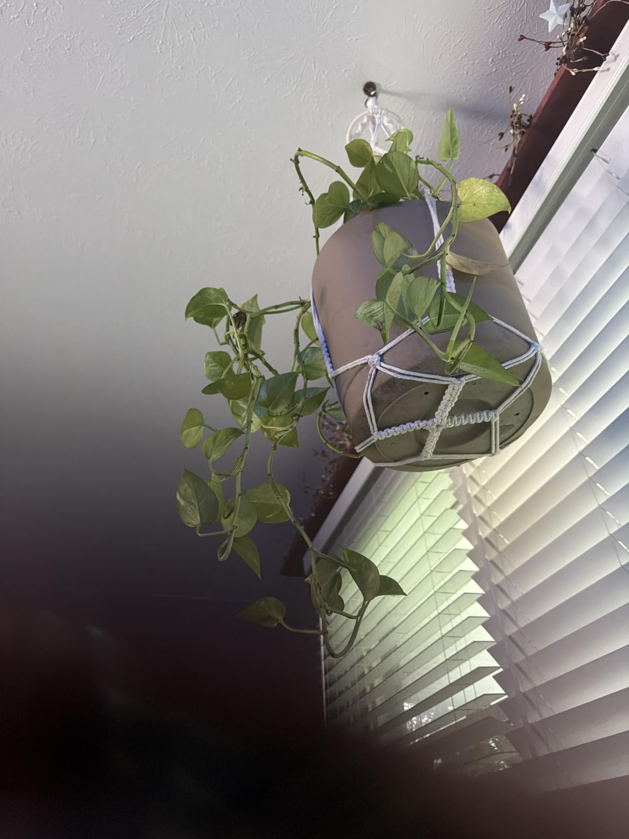 SFENNGPET Macrame Plant Hangers, 6Pack Hanging Planters for Indoor Plants customer photo 1
