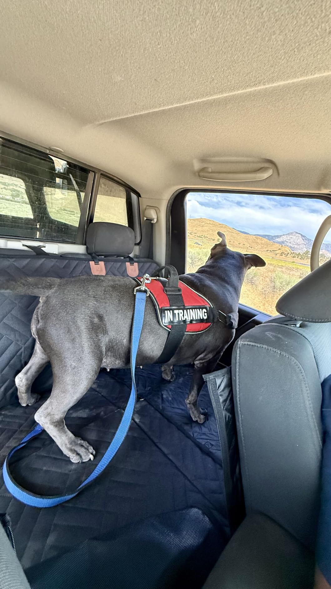YJGF Hard Bottom Dog Car Seat Cover for Back Seat, Seat Extender for Dogs | Strong Support, More Rest Space, Waterproof, Scratch Resistant, Car Seat Protector, Dog Hammock for Car/SUV/Small Truck customer photo 1