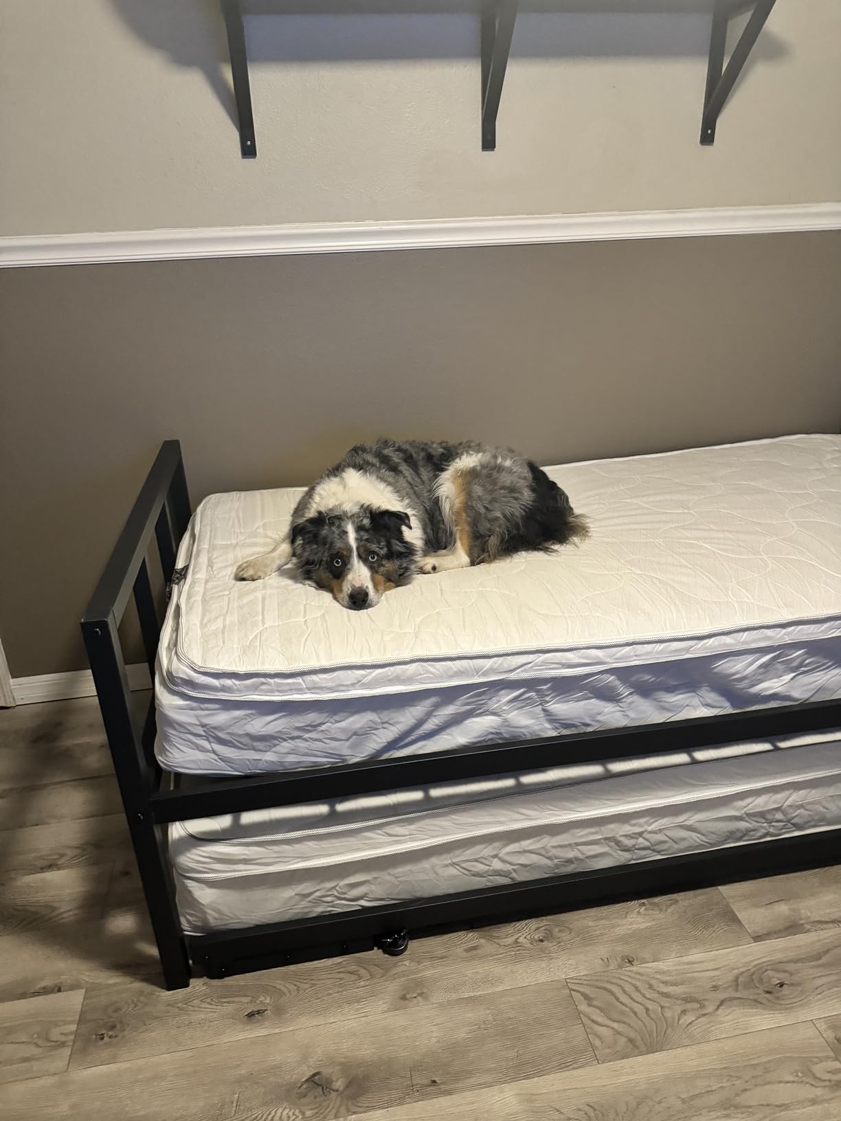 Milliard Twin Daybed and Fold-Up Trundle Set, Daybed with Pop Up Trundle, Black Frame - Mattresses Sold Separately customer photo 1