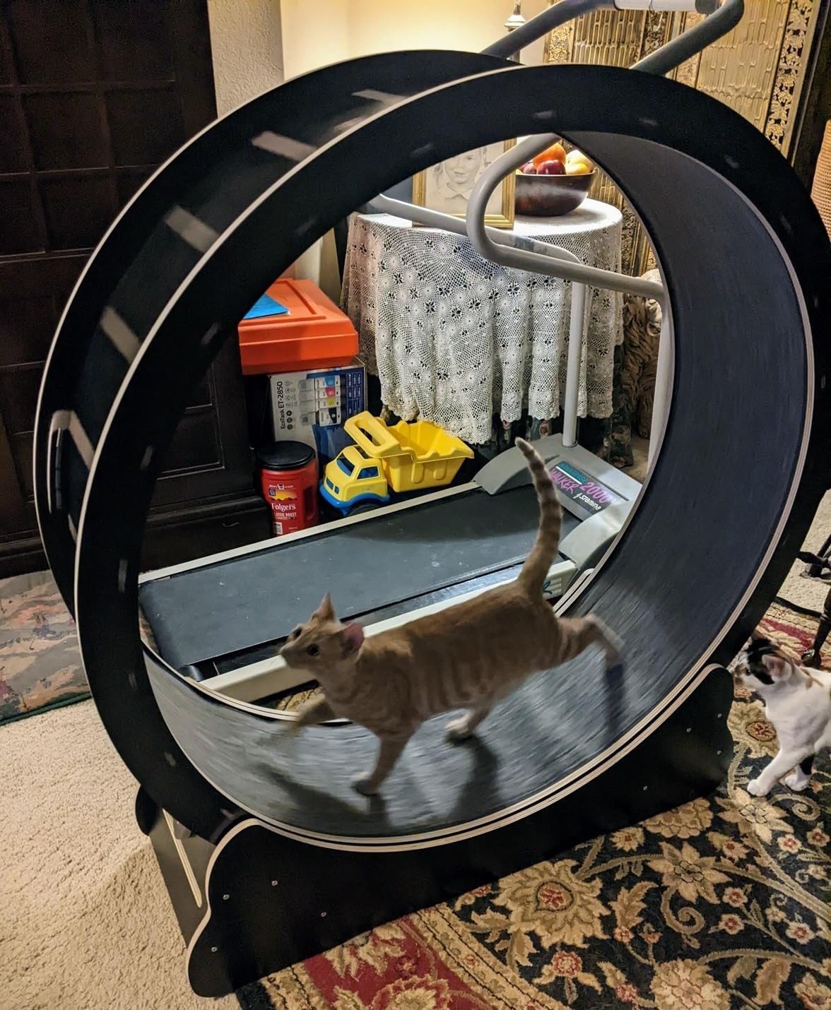 Homegroove Cat Exercise Wheel for Indoor Cats, 46 Inch | Large XL Cat Running Treadmill Wheel with Carpeted Runway for Kitty's Longer Life, Natural Wood Color (XL) customer photo 1