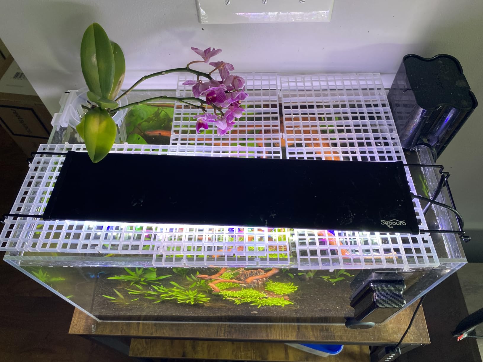LAQUAL 6.5 Gallon Ultra Clear Glass Fish Tank, Rimless Low Iron Aquarium for Betta/Nano/Goldfish/Snail/Shrimp customer photo 2