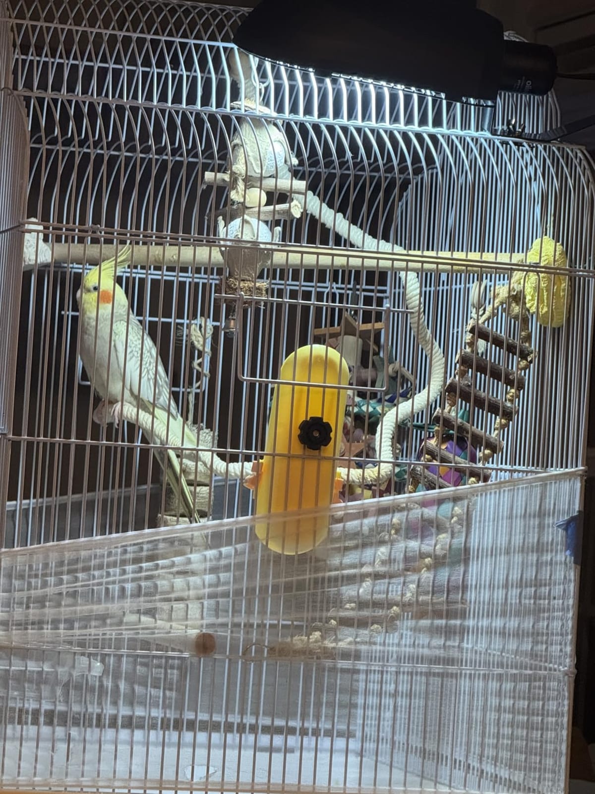 Bird Cage Light Fixture Combo Kit, AvianSun Lamp Hood with 2.4% UVB UVA 20W Compact Fluorescent Bulb for All Kinds Captive Birds customer photo 2
