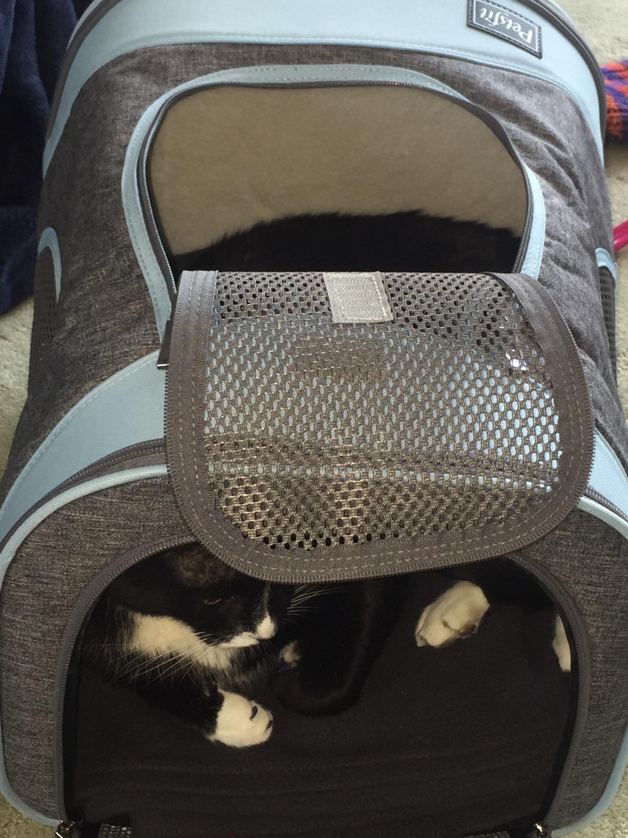 Petsfit Dog and Cat Backpack Carrier, Padded Waist Support, Up to 18 lb customer photo 1