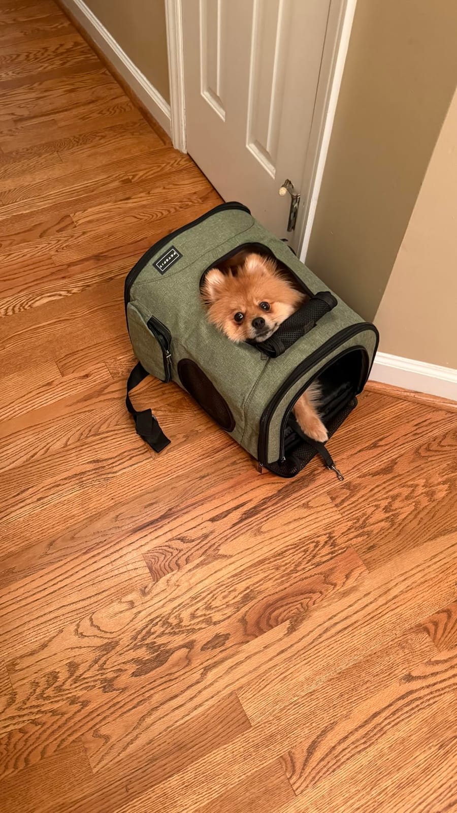 Petsfit Dog and Cat Backpack Carrier, Padded Waist Support, Up to 18 lb customer photo 2