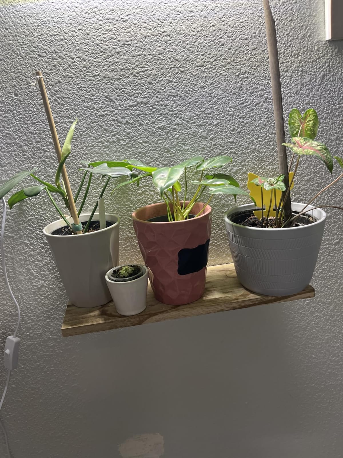 WOPITUES Floating Shelves Set of 6 for Wall Decor & Storage, Rustic Brown customer photo 1
