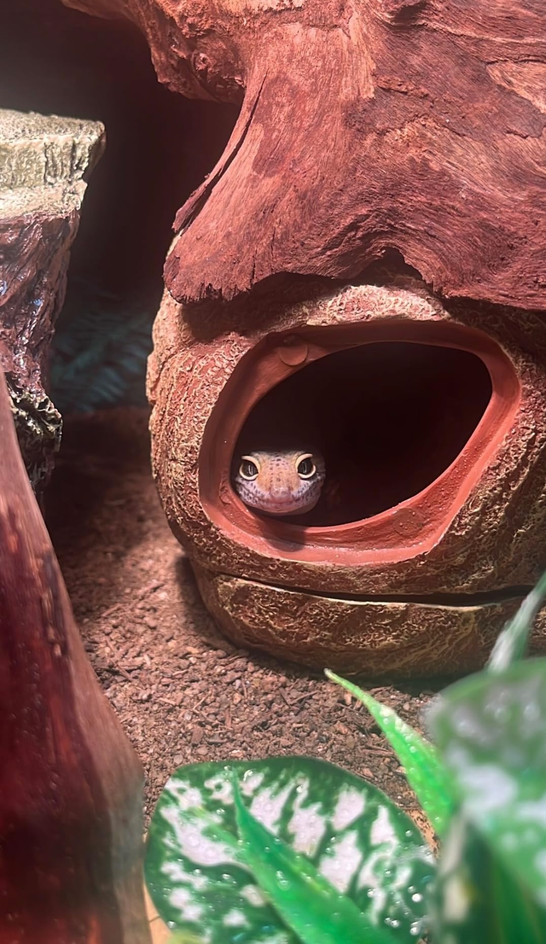 REPTI ZOO Gecko Hide Cave, 2 in 1 Snake Reptile Hideout customer photo 1