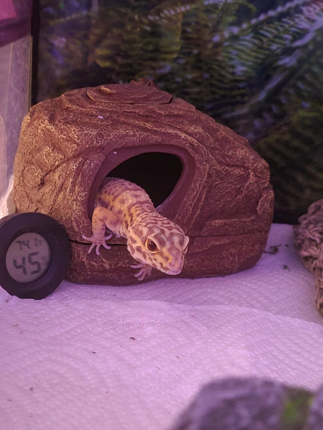 REPTI ZOO Gecko Hide Cave, 2 in 1 Snake Reptile Hideout customer photo 2
