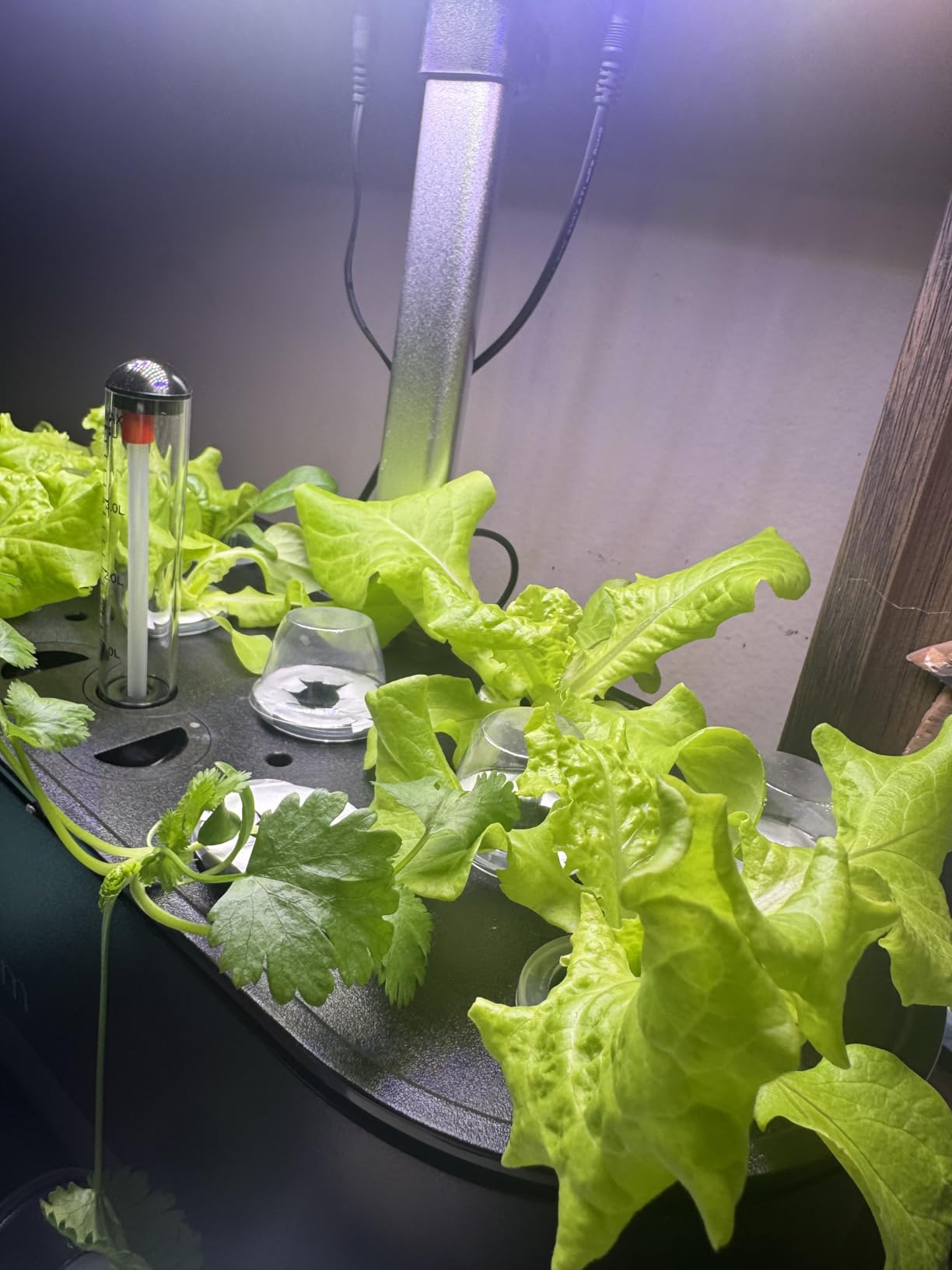 inBloom 12 Pods Hydroponics Growing System Indoor Garden with LED Grow Light and Pod Kit, Plants Germination Kit with 4.2L Water Pump Accelerate customer photo 1